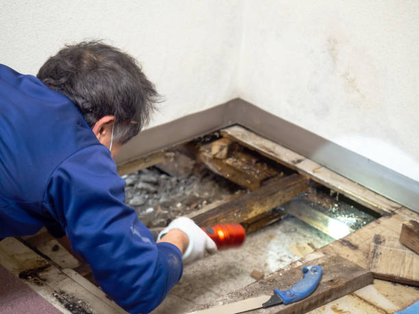 Best Attic Mold Remediation in Fox Chase, PA