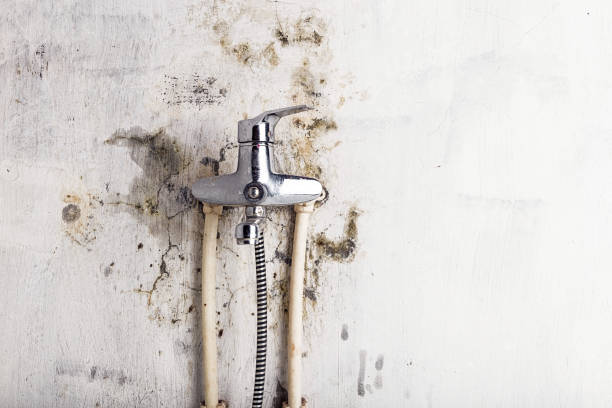 Best Mold Remediation for Specific Building Types in Fox Chase, PA