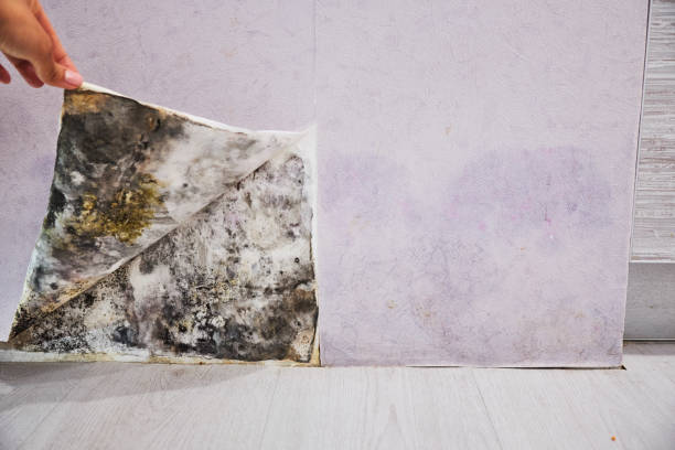 Best Black Mold Remediation in Fox Chase, PA